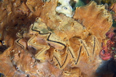 Lopha_cristagalli_308_XL_k Lopha_cristagalli_308_XL_k