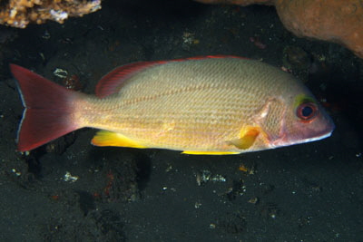 Lutjanus fulvus_305_XL_k