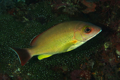 Lutjanus fulvus_308_XL_k