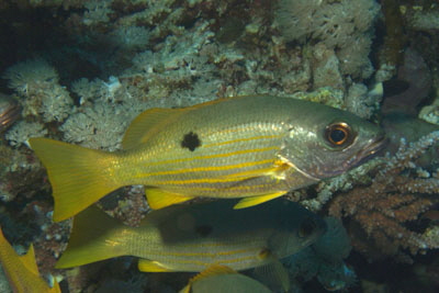 Lutjanus_ehrenbergi_035_XL_k