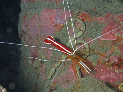 Lysmata_grabhami_507_XL_k