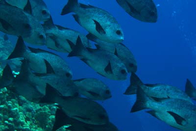 Macolor_niger_031_XL_k Macolor_niger_031_XL_k