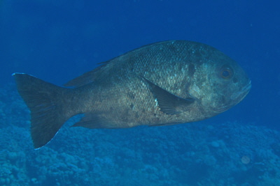 Macolor_niger_063_XL_k Macolor_niger_063_XL_k