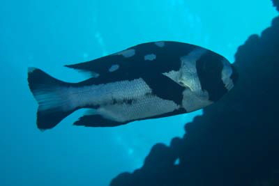 Macolor_niger_juv_003_XL_k Macolor_niger_juv_003_XL_k