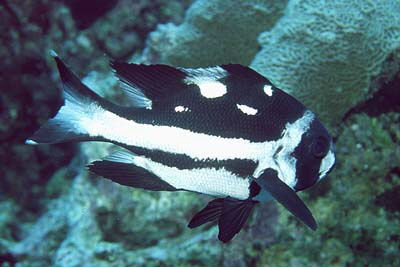 Macolor_niger_juv_901_XL_k Macolor_niger_juv_901_XL_k