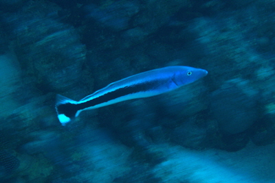 Malacanthus_latovittatus_001_XL_k