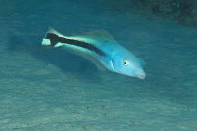 Malacanthus_latovittatus_007_XL_k