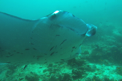 Manta_birostris_011_XL_k