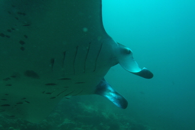 Manta_birostris_013_XL_k