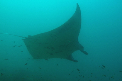 Manta_birostris_018_XL_k