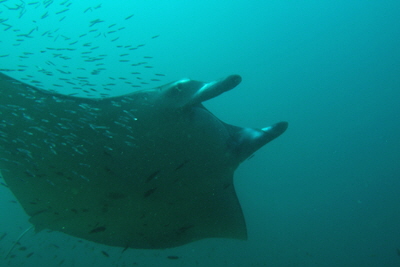 Manta_birostris_026_XL_k