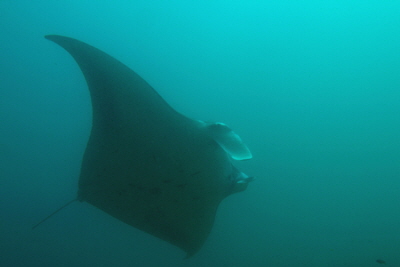 Manta_birostris_041_XL_k