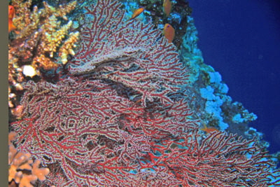 Melithaea_splendens_006_XL_k