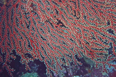 Melithaea_splendens_901_XL_k