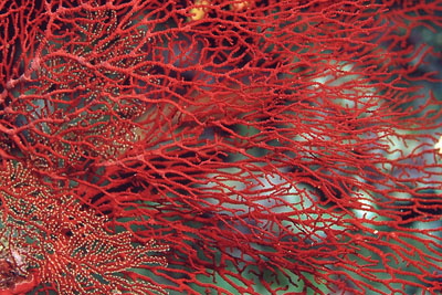 Melithaea_splendens_902_XL_k