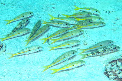 Mulloidichthys_flavolineatus_003_XL_k