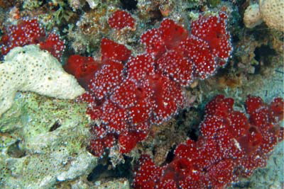 Mycale_fistulifera_003_XL_k