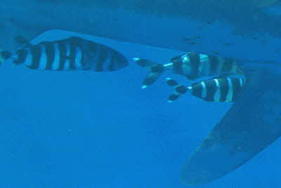 Naucrates_ductor(MT)_001_XL_k