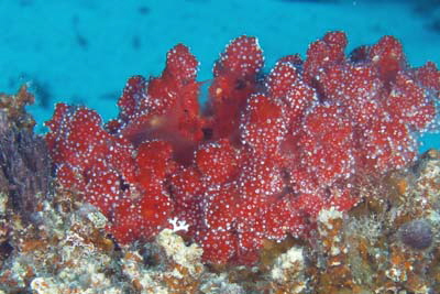 Nausithoe_punctata_004_XL_k Nausithoe_punctata_004_XL_k