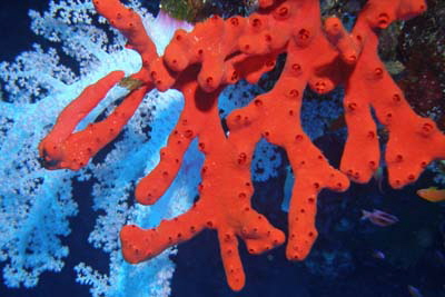 Negombata_magnifica_001_XL_k