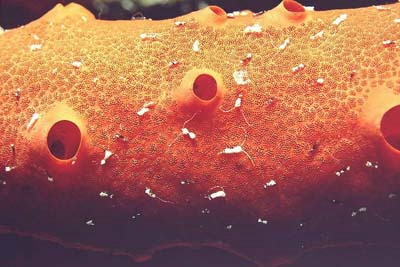 Negombata_magnifica_901_XL_k