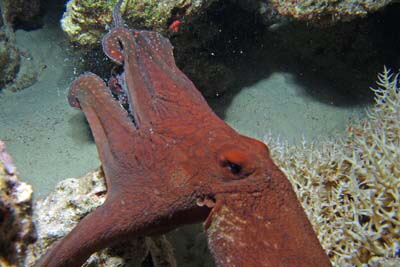 Octopus_cyanea(Augenfleck)_029_XL_k