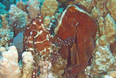 Octopus_cyanea(Paarung)_002_XL_k