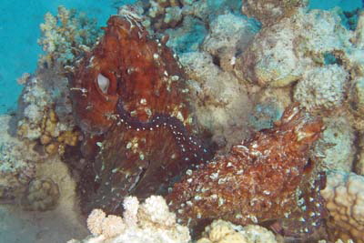 Octopus_cyanea(Paarung)_009_XL_k