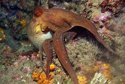 Octopus_vulgaris_904_XL_k