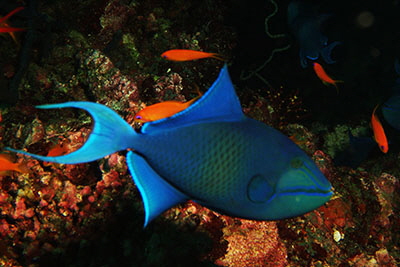 Odonus_niger_014_XL_k