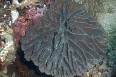 Oulophyllia_crispa_502_XL_k