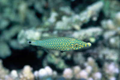 Oxymonacanthus_halli_FV_001_XL_k
