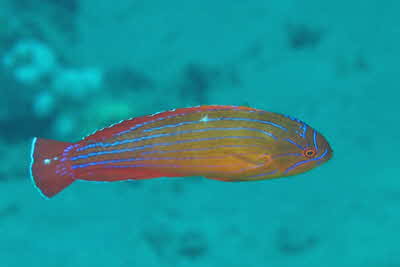 Paracheilinus_octotaenia_m_001_XL_k
