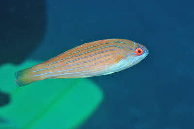 Paracheilinus_octotaenia_w_001_XL_k