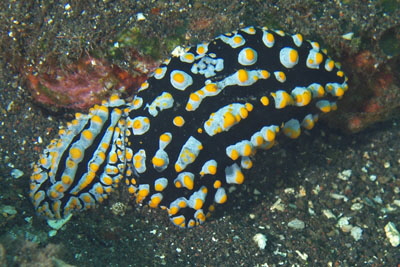 Phyllidia_varicosa_308_XL_k