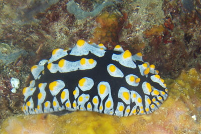 Phyllidia_varicosa_325_XL_k