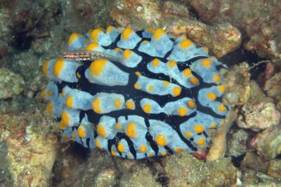 Phyllidia_varicosa_335_XL_k