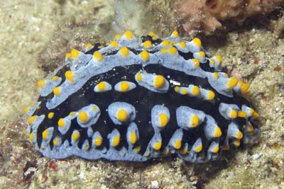 Phyllidia_varicosa_524_XL_k