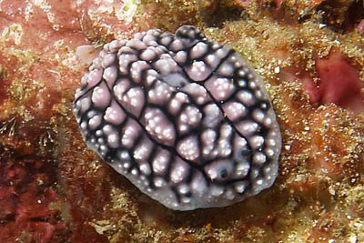 Phyllidiella_pustulosa_512_XL_k