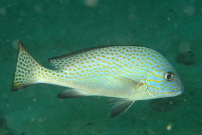 Plectorhinchus_flavomaculatus_504_XL_k