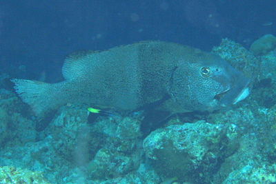 Plectorhinchus_obscurus_003_XL_k