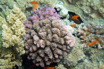 Pocillopora_verrucosa_rosa_001_XL_k