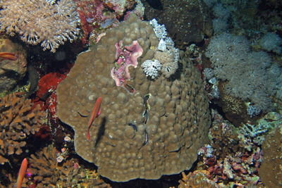 Porites_lobata_006_XL_k