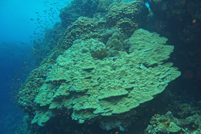 Porites_lobata_007_XL_k