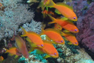 Pseudanthias_squamipinnis_w_029_XL_k