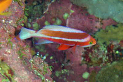 Pseudanthias_taeniatus_m_001_XL_k