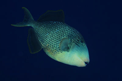 Pseudobalistes_flavimarginatus_004_XL_k