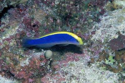 Pseudochromis_flavivertex_FV_001_XL_k