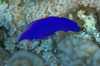 Pseudochromis_fridmani_001_XL_k