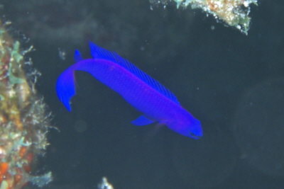 Pseudochromis_fridmani_004_XL_k